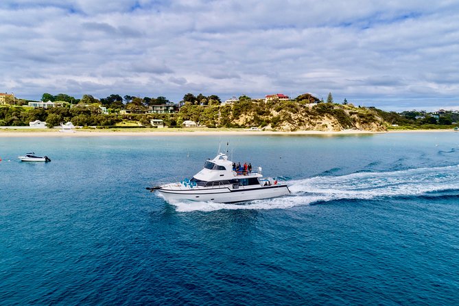 Private 2 Hour Dolphin and Seal Swim Mornington Peninsula - Booking Information