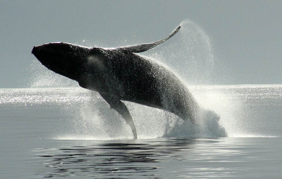 Private Charter - Marine Life and Whale-Watching Boat Tour - Tour Details