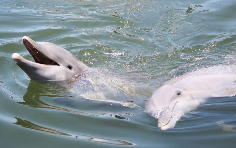 Private Dolphin Tours in the Amazing Savannah Marsh - Booking and Reservation Details