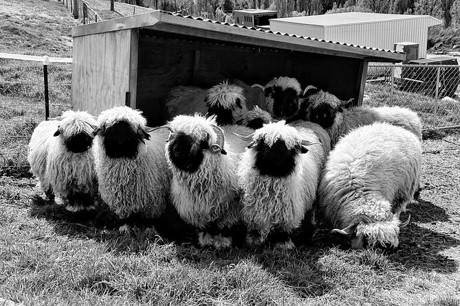 Private Farm Tour With Rose Creek Valais Blacknose Sheep - Cancellation Policy Details