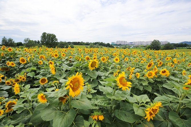 Private Full Day Tour Anseong Farm Land With Gwangmyeong Cave - Private Tour Itinerary
