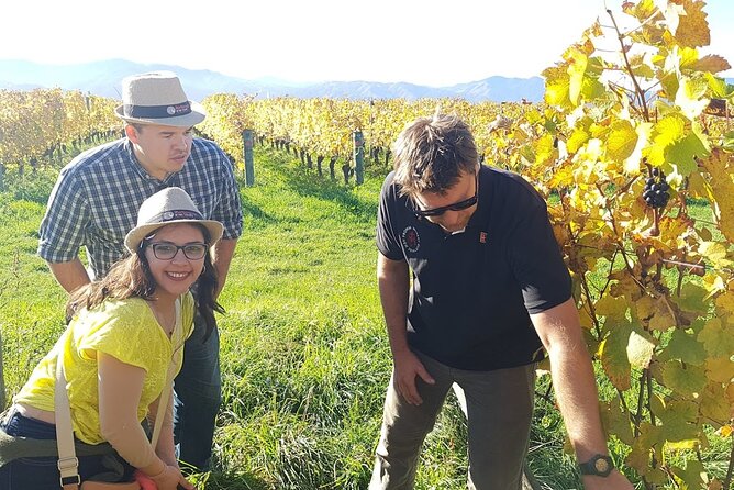 Private Guided Marlborough Wine Tour From Picton NZ - Reviews and Ratings Overview