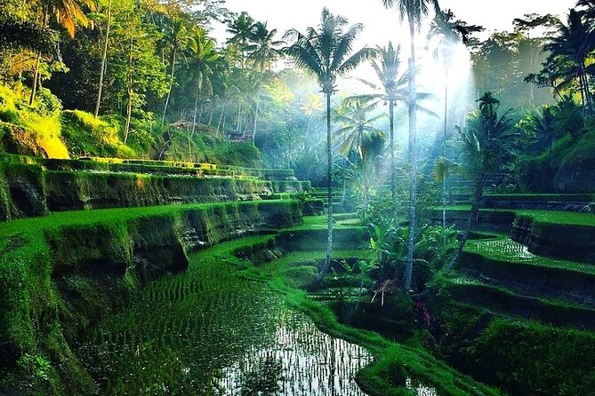 Private Half Day Heritage and Cultural Ubud Tour - All Inclusive - Group Size Options