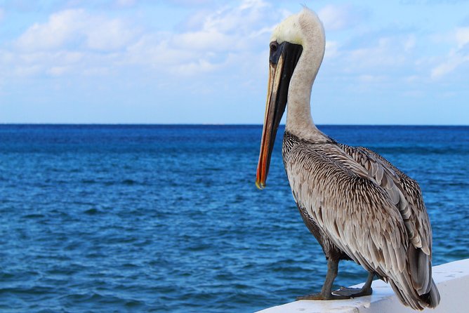 Private Historical Wildlife and Dolphin Cruise South Padre Island - Tour Highlights