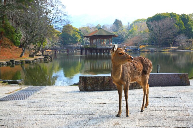 Private Journey in Nara's Historical Wonder - Exclusive Experiences and Hidden Gems