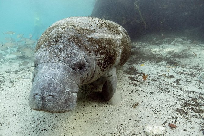 Private Manatee Swim for up to 6 With In-Water Divemaster/Photographer - Booking and Confirmation Process
