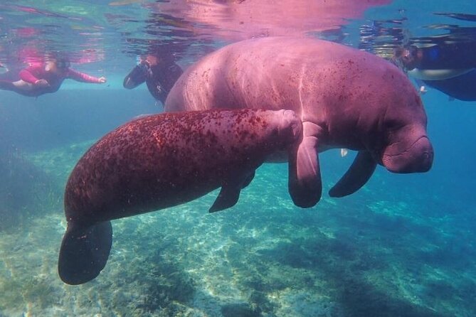 Private Manatee Tour for up to 10 - Additional Information for Participants