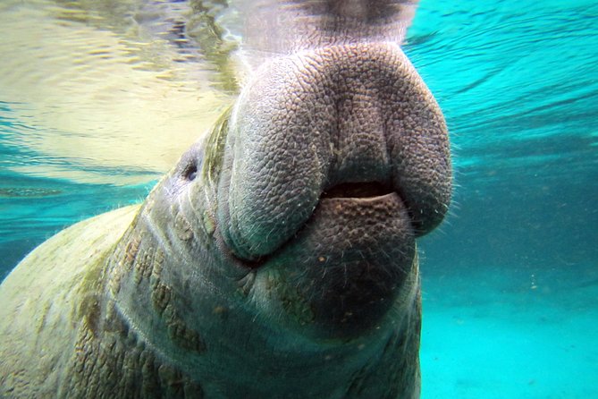 Private OG Manatee Snorkel Tour With Guide for up to 10 People - Cancellation Policy