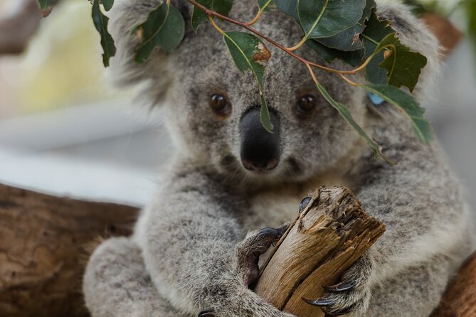 Private Phillip Island & Penguin Parade Hiking Tour From Melbourne - Pickup Details and Cancellation Policy