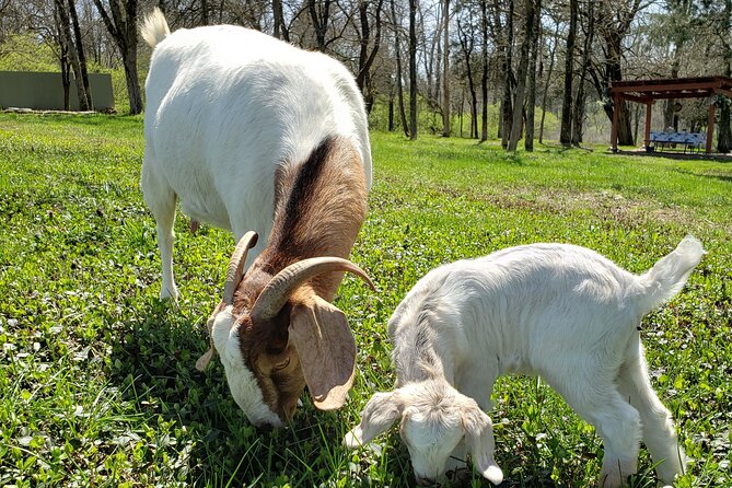 Private Picnic With Goats in Lexington - Inclusions and Menu