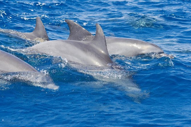 Private Port Stephens Day Trip From Sydney Incl Dolphin Cruise - Nelson Bay Exploration