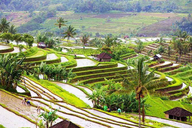 Private Shore Excursion: Customized Best of Bali Tour - Pricing and Booking Information