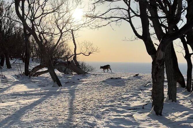 Private Snow Shoe Tour in Shiretoko National Park - Guided Experience