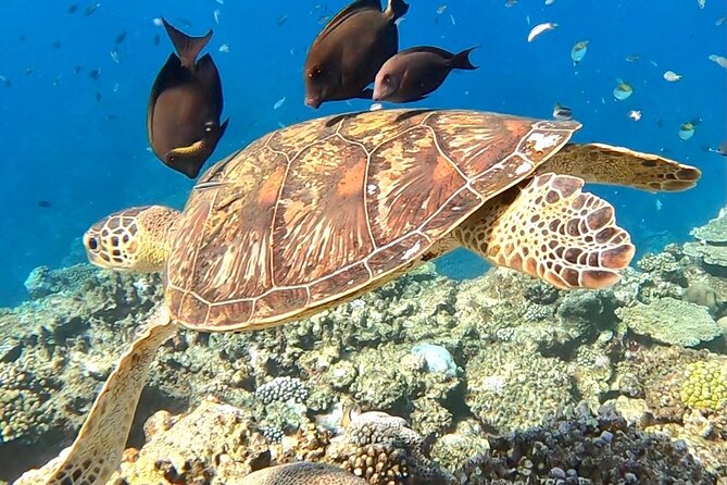 Private Swimming and Snorkeling Tour With Sea Turtles in Amami - Reviews and Ratings