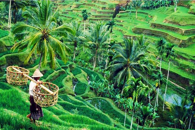 Private Tour Top Sights of Bali in One Day - Coffee and Rice Farm Tours