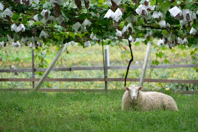 Private Wine Tasting Tour in Yamanashi Prefecture - Booking Information