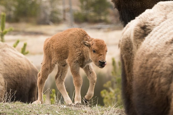 Private Yellowstone Old Faithful and Lower Loop Tour - Inclusions