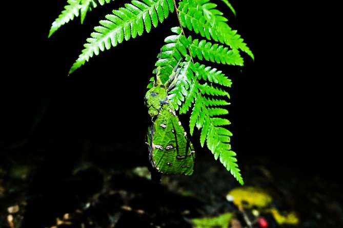 Rainforest Night Walk in Surfers Paradise - Pickup Details and Transportation