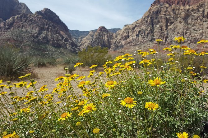 Red Rock Canyon Red E Bike Half-Day Tour - Departure Availability