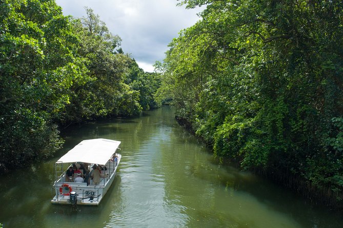 Reef, Rainforest and Beach Tour, Daintree and Cape Tribulation  - Cairns & the Tropical North - Transportation Logistics