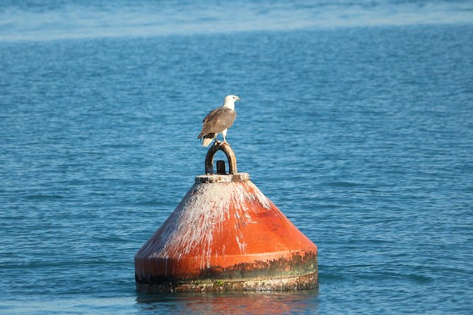 Roebuck Bay Snubfin Dolphin Cruise - Traveler Experience Features