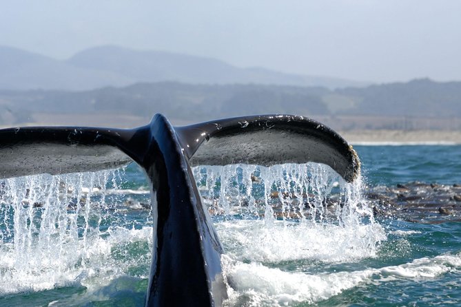 San Diego Whale Watching Cruise - Service Quality and Crew Interaction