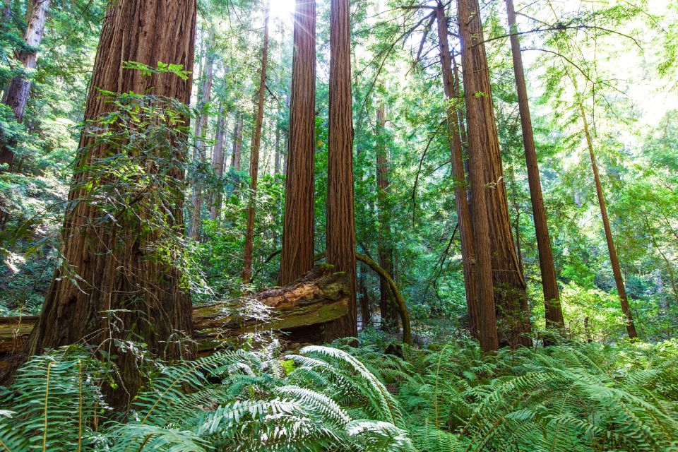 San Francisco: Private Muir Woods, Sausalito Half-Day Trip - Detailed Itinerary