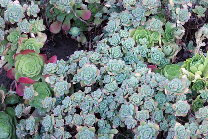 San Francisco Staircases and Gardens Small-Group Walking Tour - Expectations and Requirements