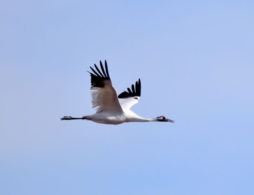 Saskatoon, Canada: 8-Hour Tour to View Whooping Cranes - Inclusions