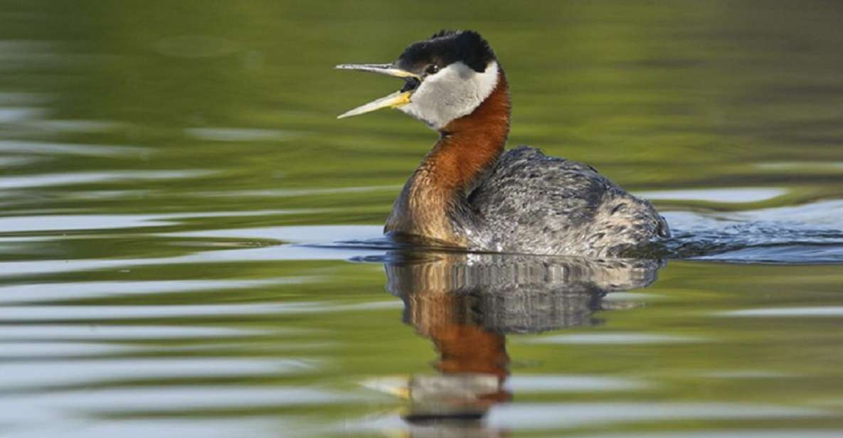 Saskatoon: Donna Birkmaier Park Birding and Walking Tour - Experience Highlights at Donna Birkmaier Park