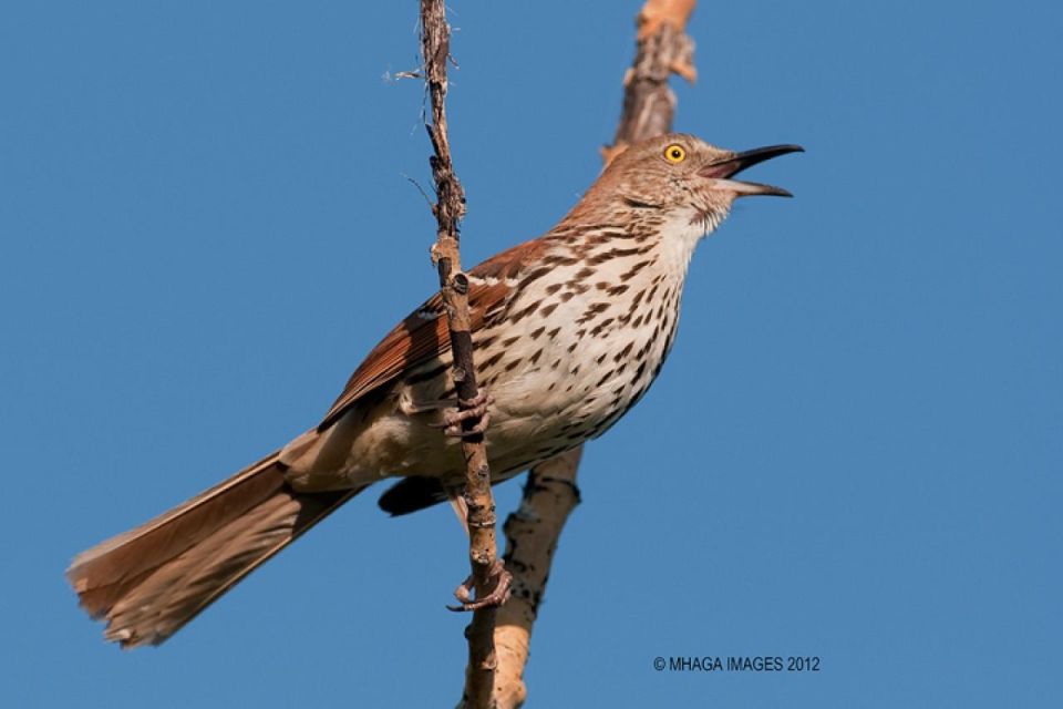 Saskatoon Riverbank Bird Walk - Participant Details