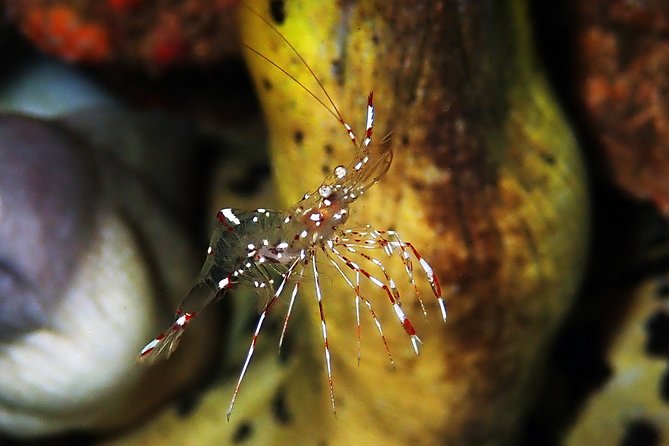 Scuba Diving at Tulamben USAT Liberty Wreck - Marine Life Encounters