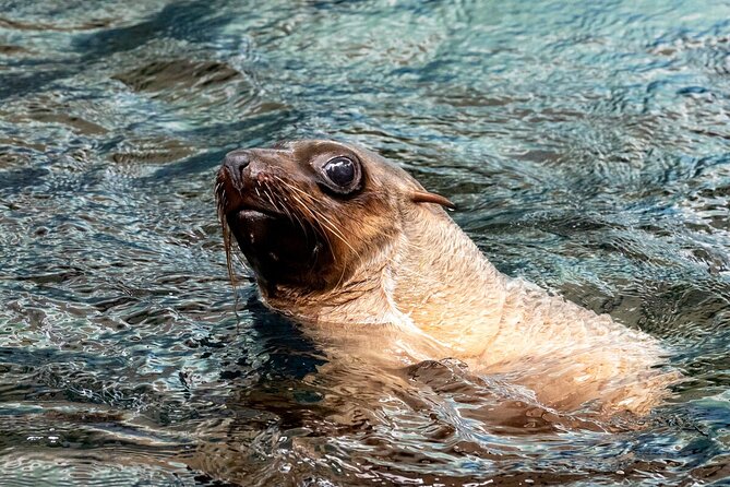 Seal Experience at Melbourne Zoo - Excl. Entry - Cancellation Policy Overview