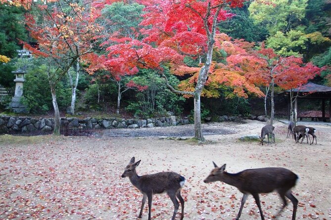 Self Guided Tour in Miyajima With Bullet Train and Ferry Ticket - Itinerary Highlights