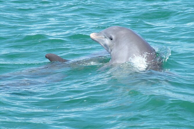 Shallow Water Snorkeling and Dolphin Watching in Key West - Exclusive Seating and Passenger Info