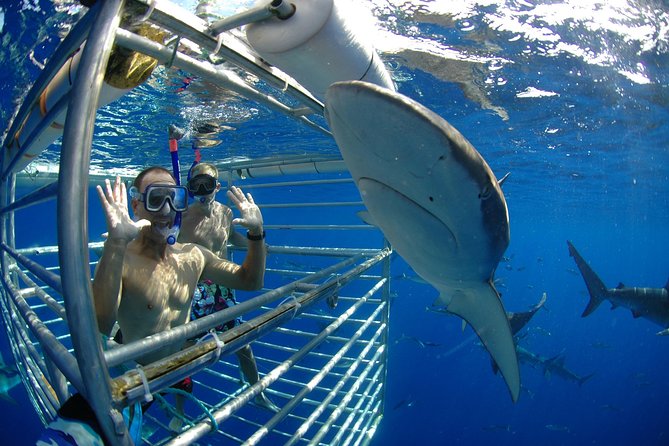 Shark Cage Diving In Oahu - Recommendations