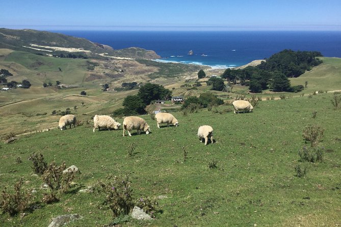 Shore Excursion: Dunedin City, Otago Peninsula, Castle Gardens & Olveston Tour - Communication Challenges