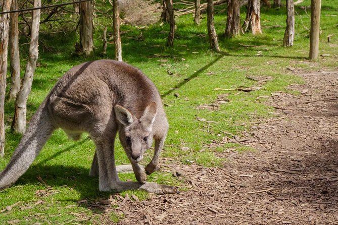 Shore Excursion Mornington Peninsula, Kangaroos, Lunch & Wine - Pricing and Details