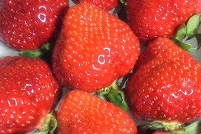 Short Day Trip Chater Bus to Strawberry Picking & Shop in Fukuoka - Weather Considerations