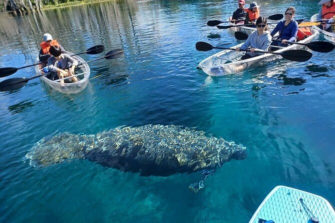 Silver Springs Clear Kayak Or Paddle Board Wildlife Tour  - Orlando - Wildlife Encounters and Sightings