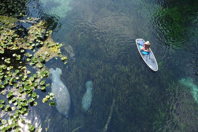 Silver Springs: Clear Kayak Wildlife Adventure - Wildlife Encounters