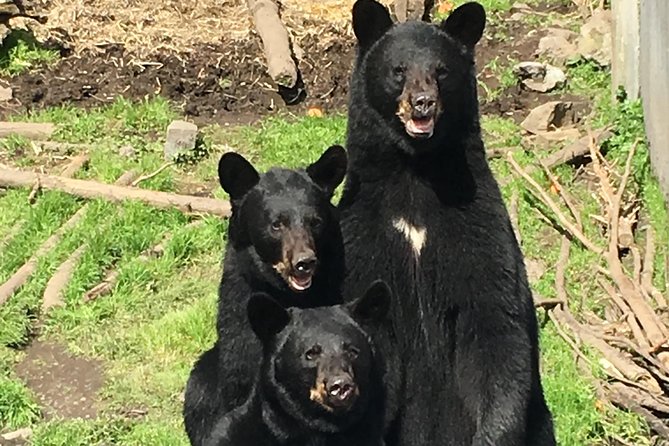 Simply Amazing Sitka Tour: Fortress of the Bear, Alaska Raptor, & Totems - Additional Information