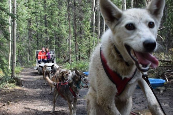 Skagway Shore Excursion: Yukon Dog Sledding and Sightseeing Tour - Departure Information