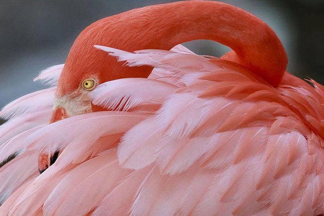 Skip the Line: Flamingo Gardens Admission Ticket in Fort Lauderdale - Visit Details