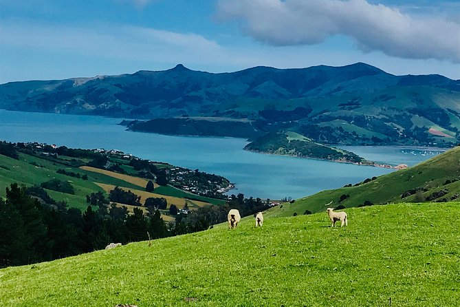 Small-Group 2.5-Hour E-Bike Cycling Tour, Akaroa Harbour - Expectations and Restrictions