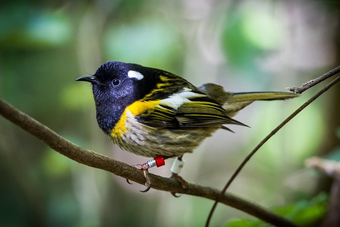 Small Group Daytime 2-Hour Eco Wildlife Tour at Zealandia - Visitor Reviews