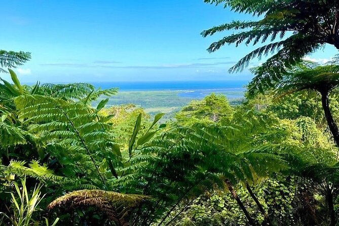 Small Group Full Day Daintree Rainforest Tour From Port Douglas - Customer Reviews