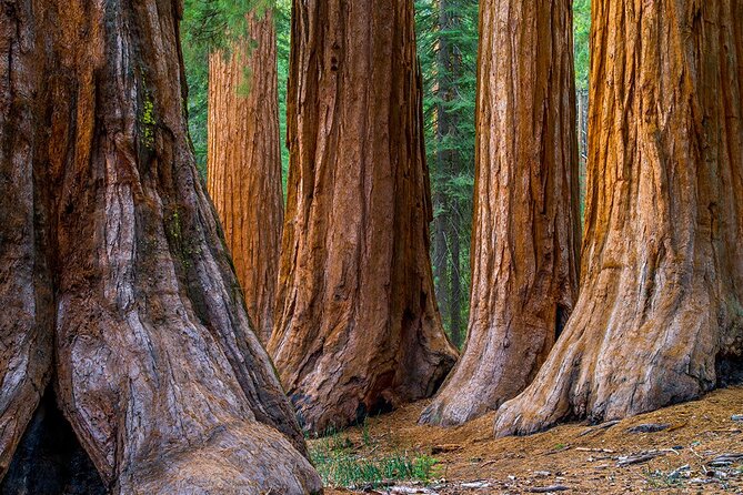 Small Group Redwoods, California Coast & Sausalito Day Trip From San Francisco - Professional Guide Services and Amenities