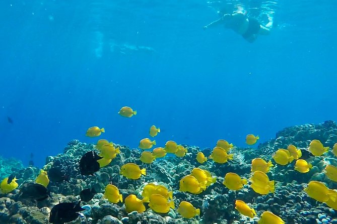 Small Group Snorkeling Expedition South Kona - Notable Reviews