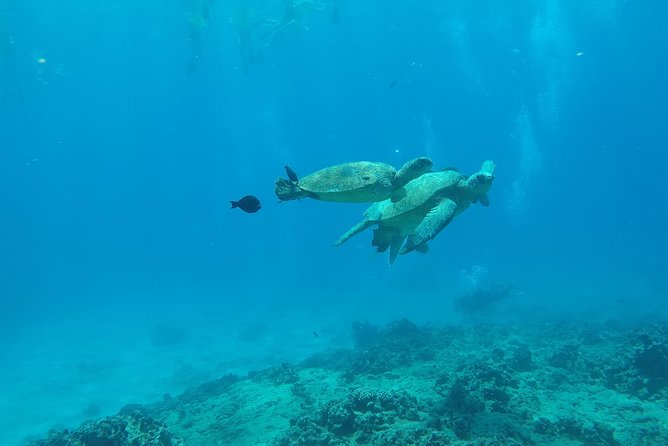 Snorkel & Swim With Turtles! Minutes From Waikiki - Logistics and Meeting Point